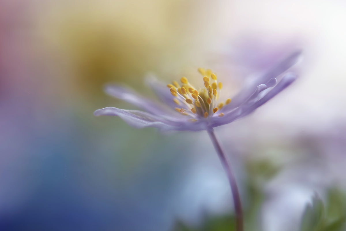canvas-print-springtime-watercolor