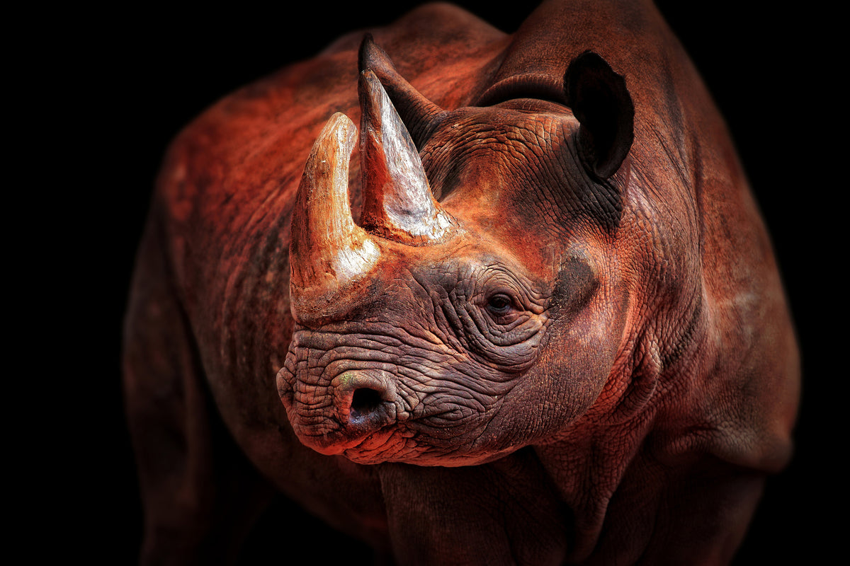 canvas-print-rhino-posing-x