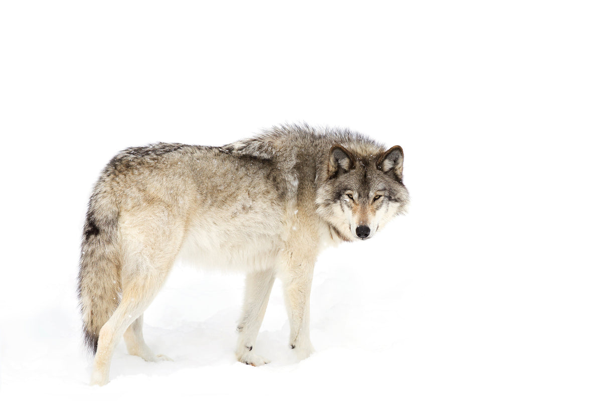 canvas-print-canadian-timber-wolf
