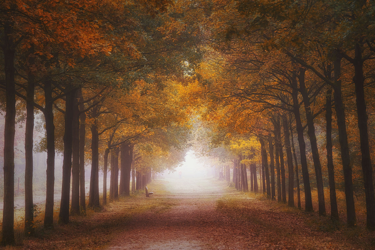 acrylic-print-foggy-autumn-dream-x