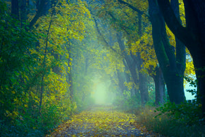 3-piece-aluminium-print-green-forest
