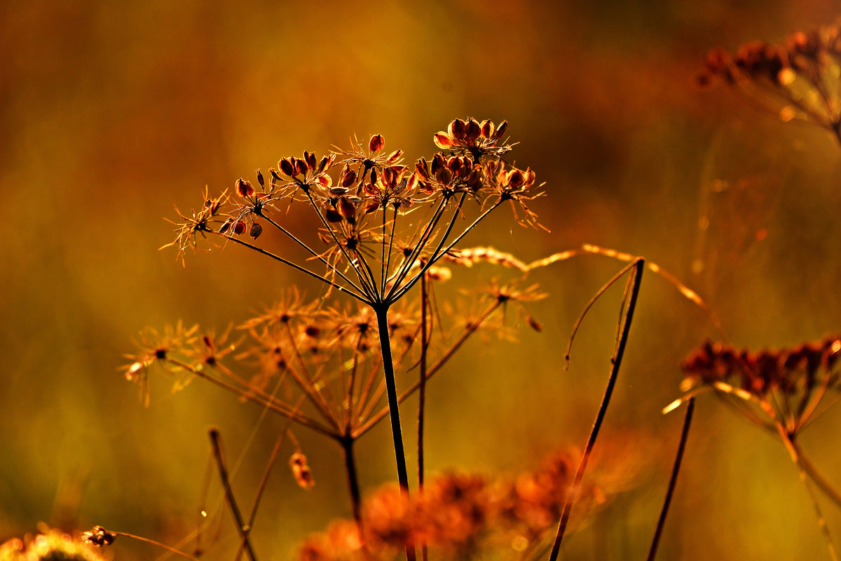 aluminium-print-seeds