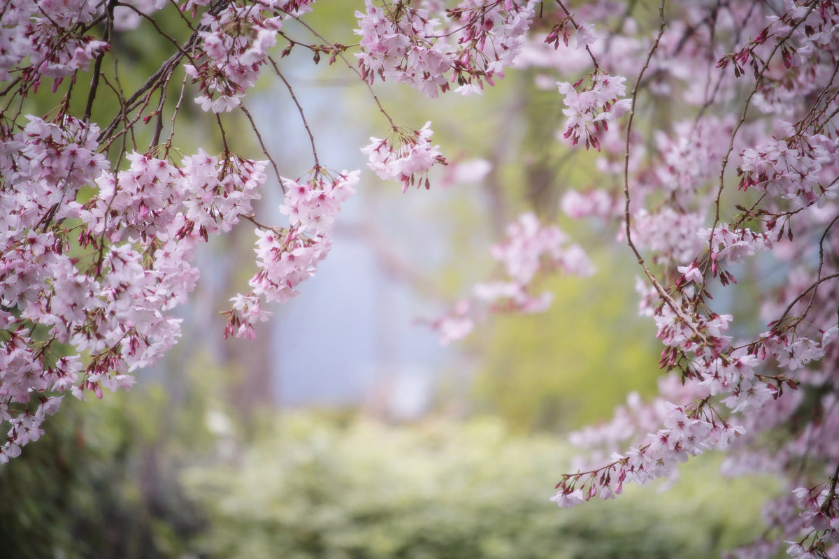 3-piece-acrylic-print-in-the-beautiful-spring