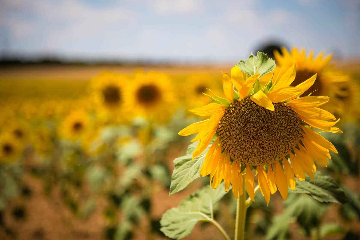 framedcanvas-print-a-sunflower-in-the-field