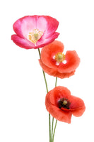 acrylic-print-colourful-poppies-x