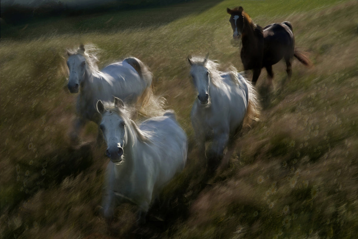 framedcanvas-print-gallop-in-x