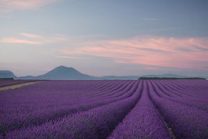 3-piece-aluminium-print-lavender-field