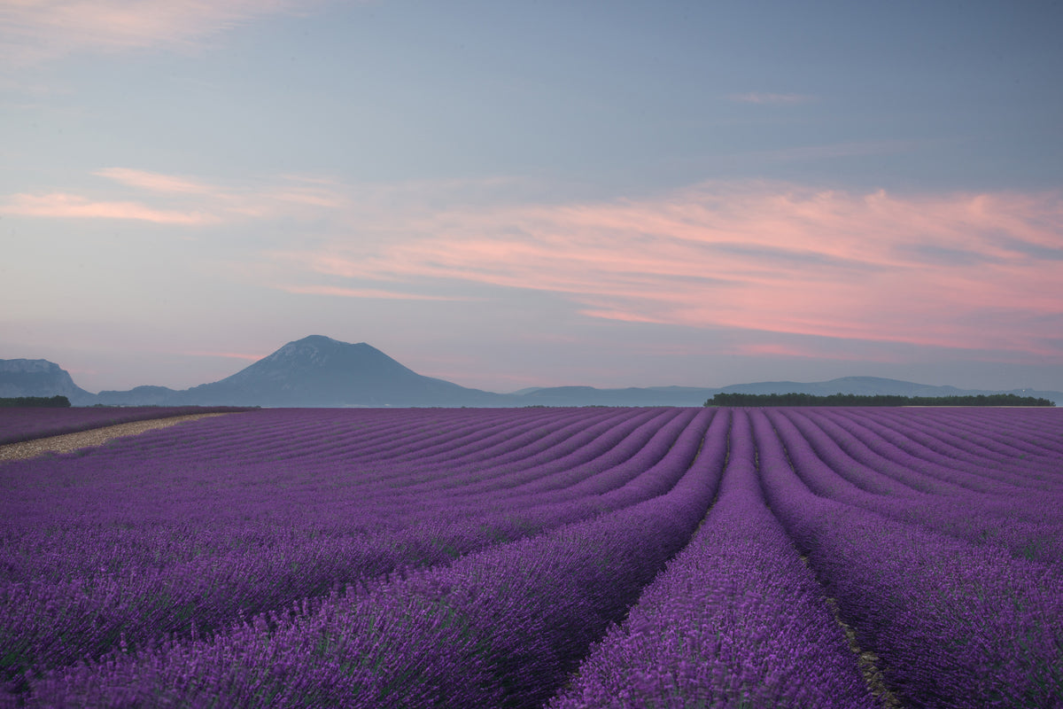 3-piece-aluminium-print-lavender-field