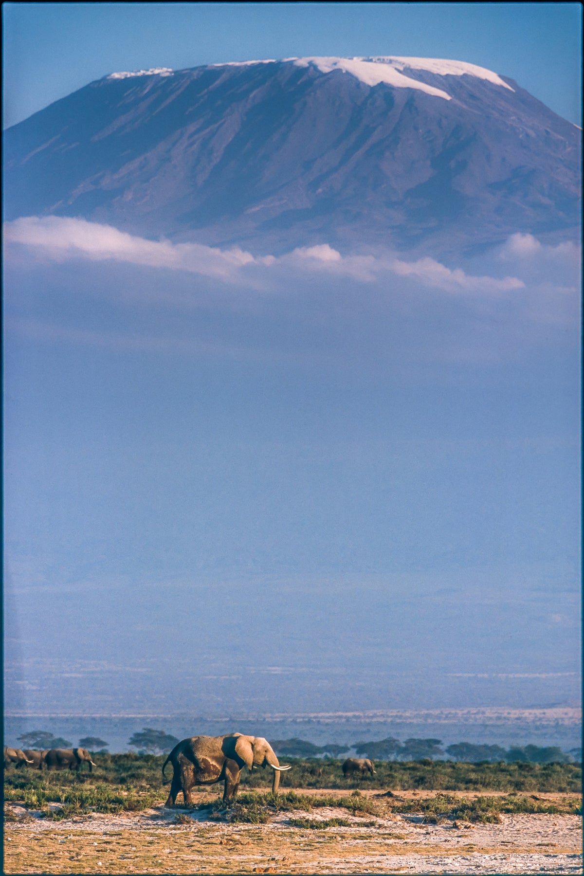 aluminium-print-kilimanjaro-and-the-quiet-sentinels