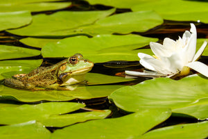 aluminium-print-the-frog-and-the-water-lily