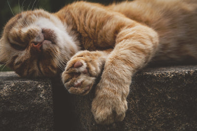 poster-print-sleeping-cat