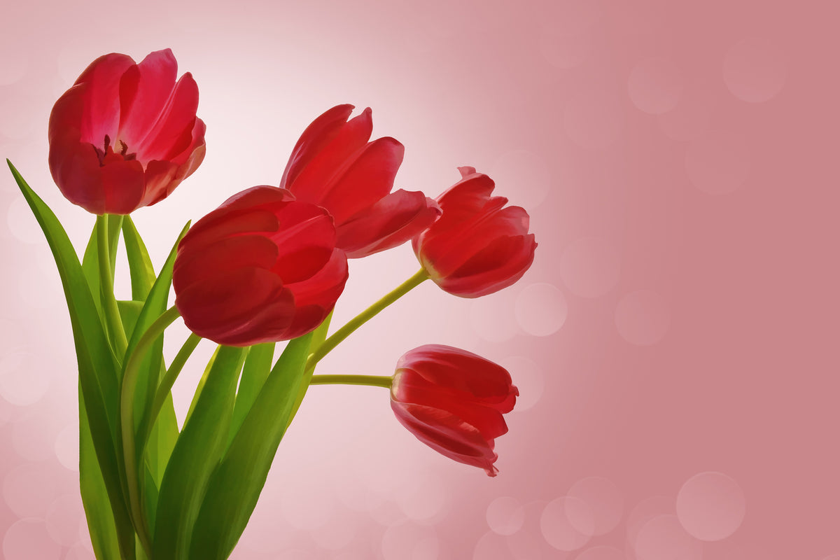 framedposter-print-red-tulips-bouquet