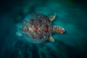 3-piece-canvas-print-valocity-turtle