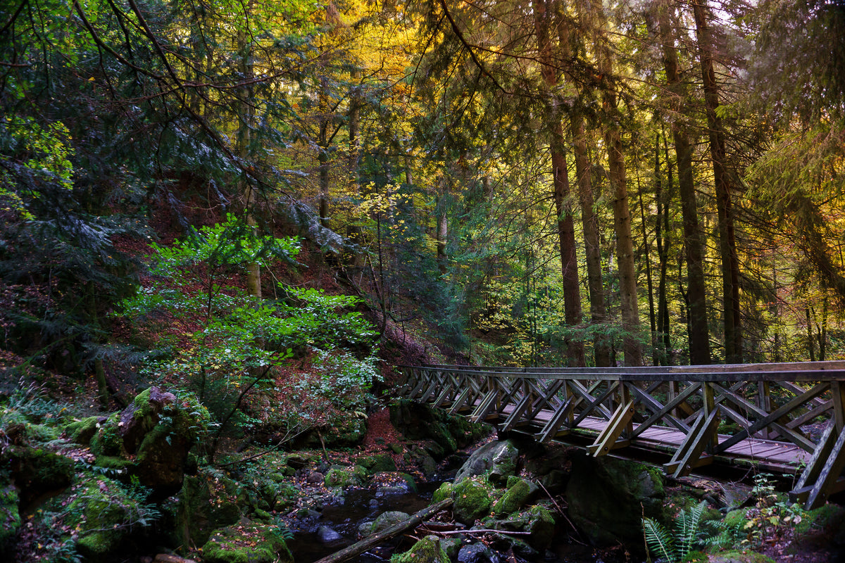 aluminium-print-the-forest-bridge