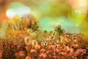 acrylic-print-flower-meadow-at-twilight