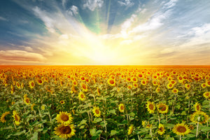 framedcanvas-print-a-field-full-of-sunflowers