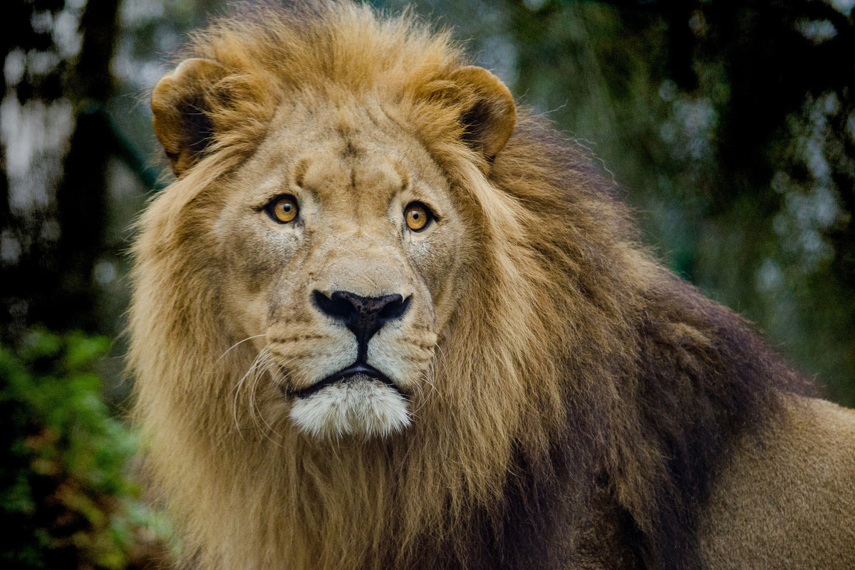 3-piece-canvas-print-king-of-wildlife