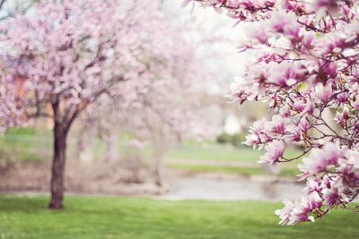 poster-print-beautiful-magnolias