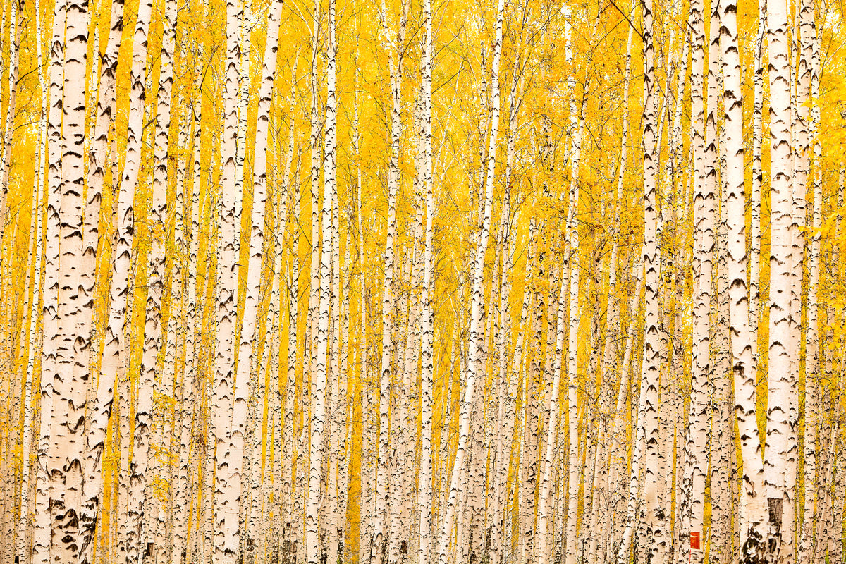aluminium-print-the-birch-forest-in-autumn