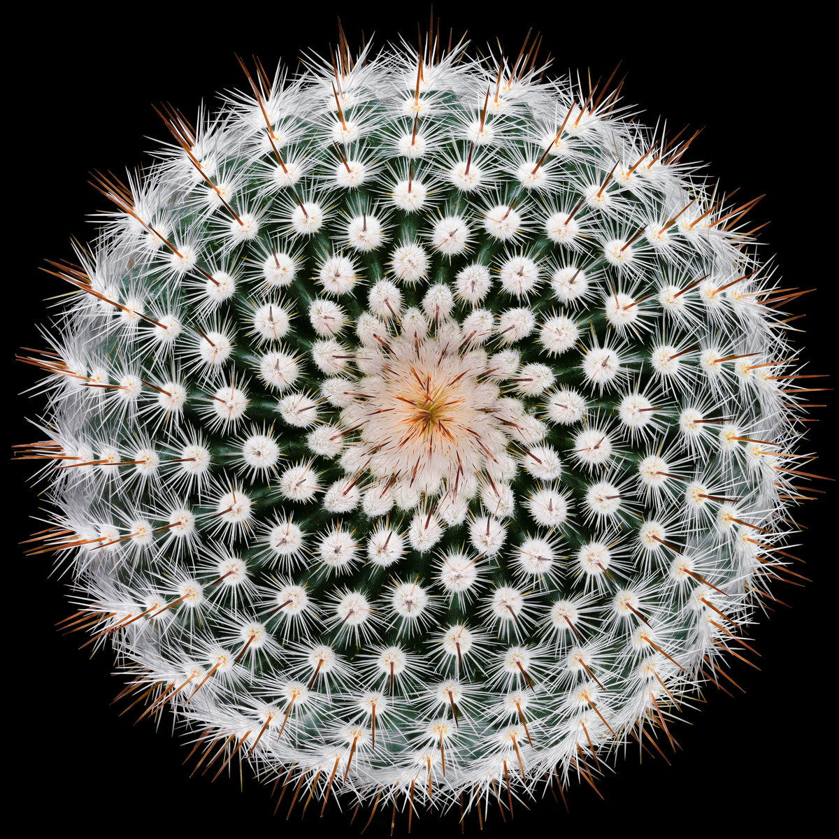 canvas-print-notocactus-scopa