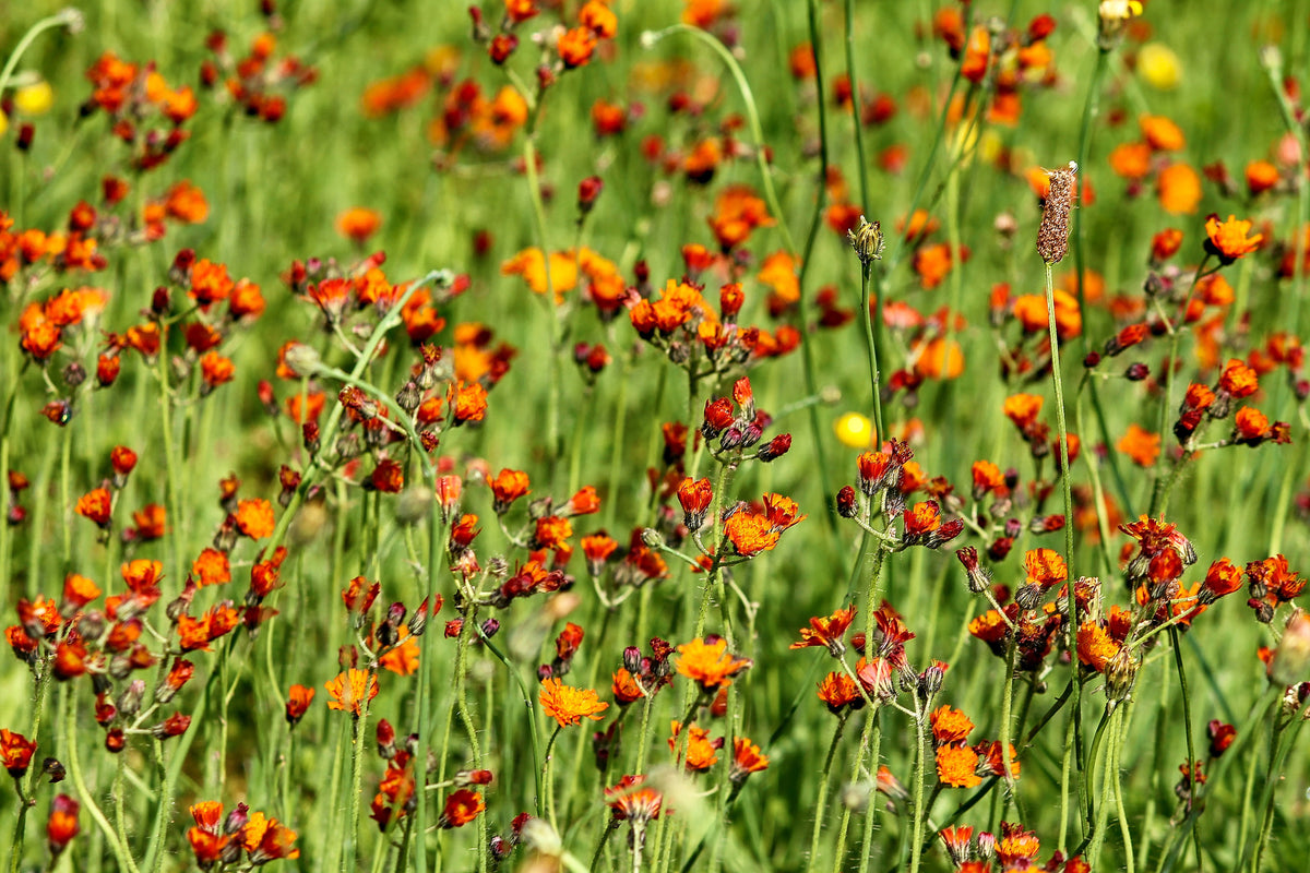 framedcanvas-print-hawkweeds