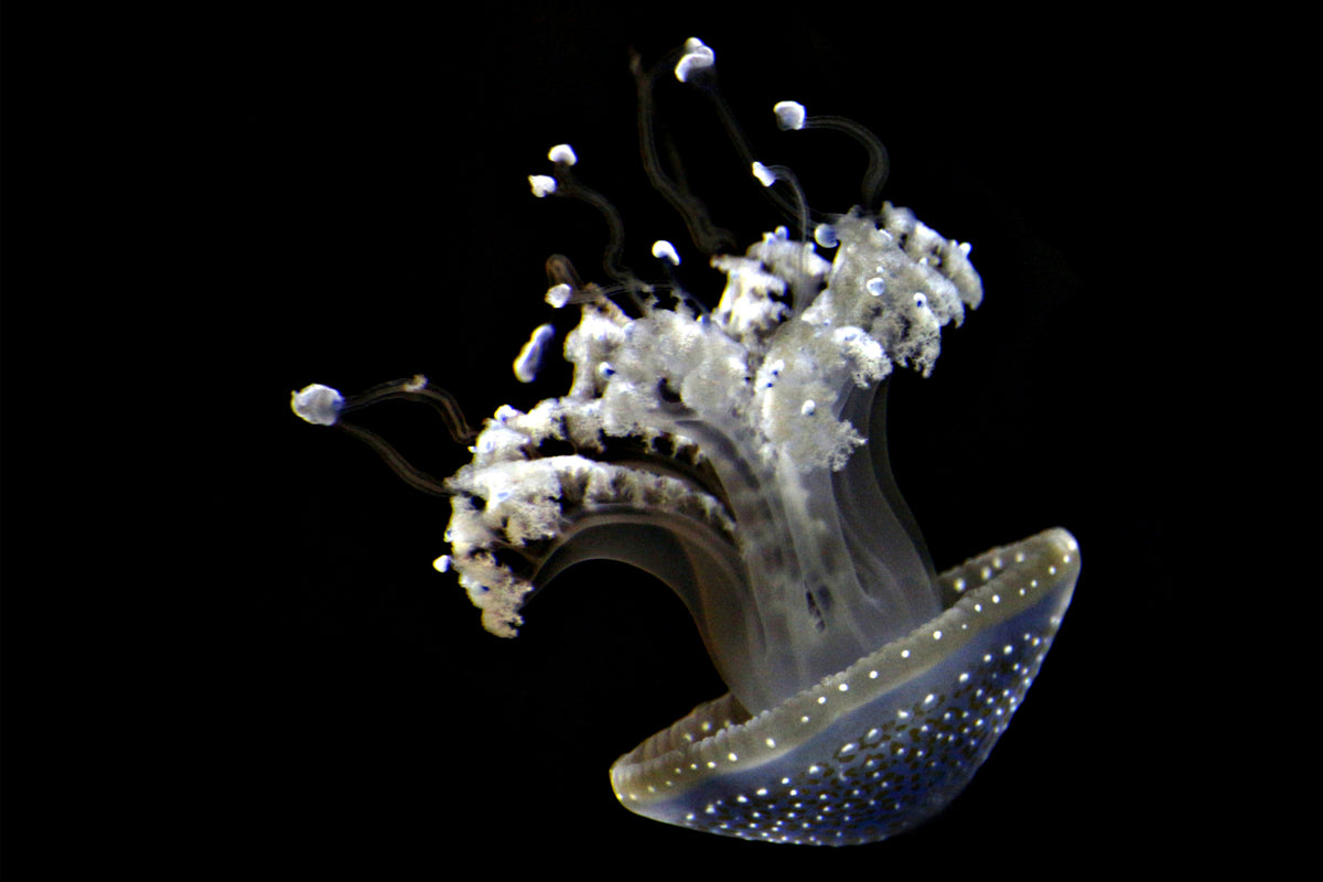 framedcanvas-print-fascinating-jellyfish