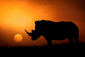 3-piece-canvas-print-rhino-sunrise