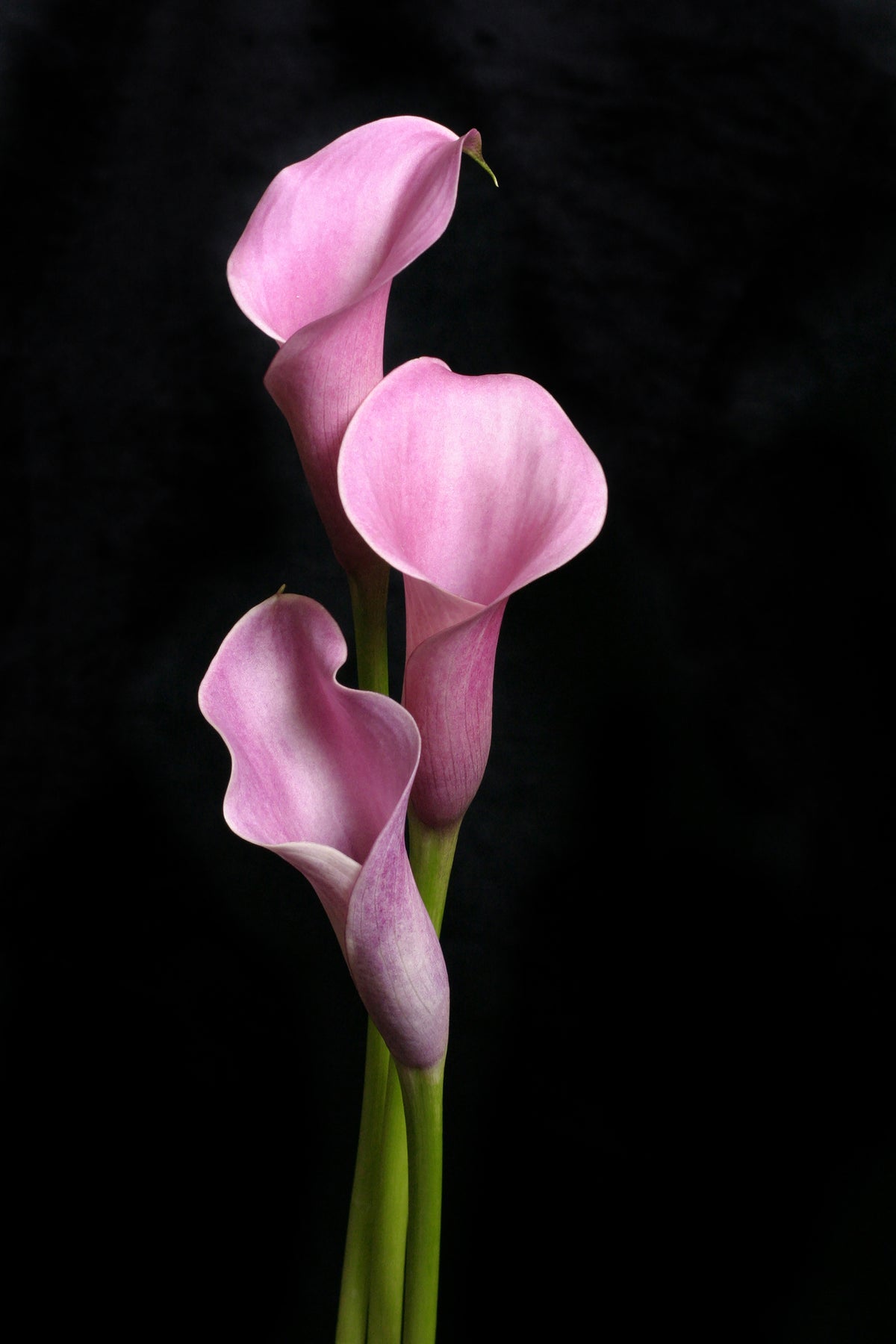 acrylic-print-3-purple-callas
