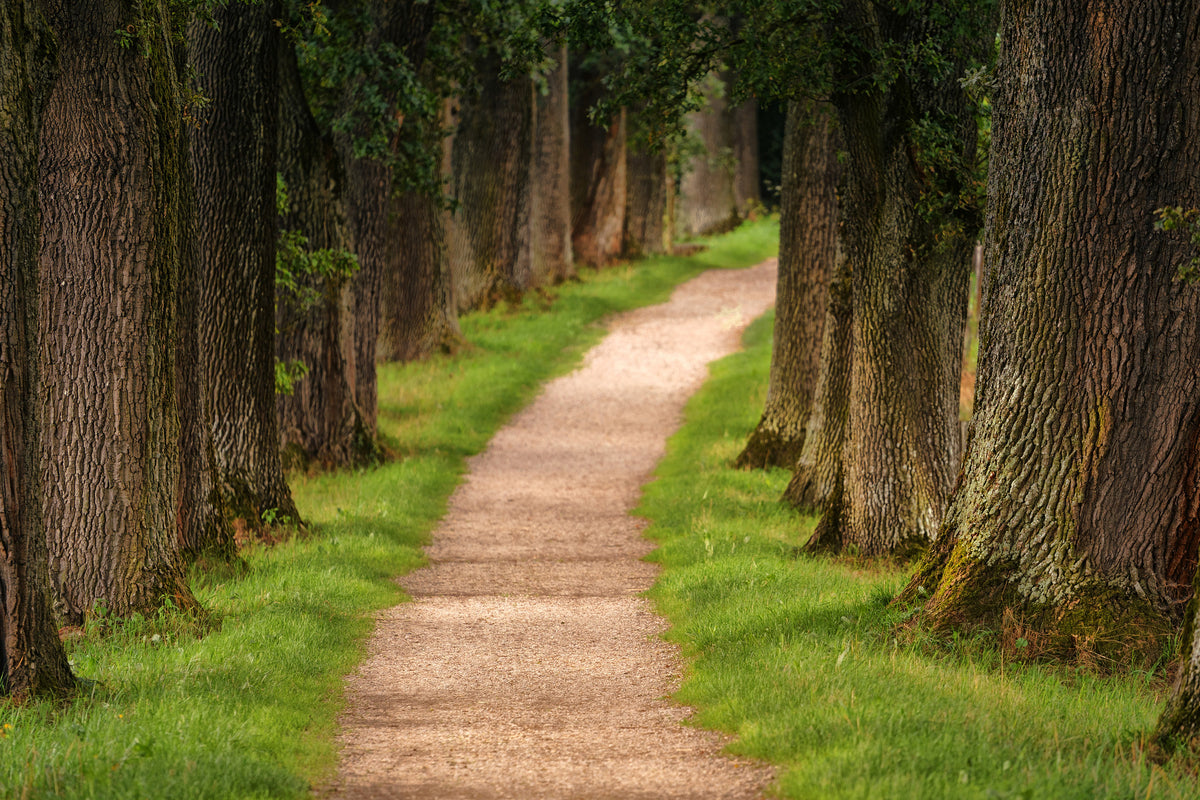 modern-3-piece-canvas-print-a-path-in-the-forest
