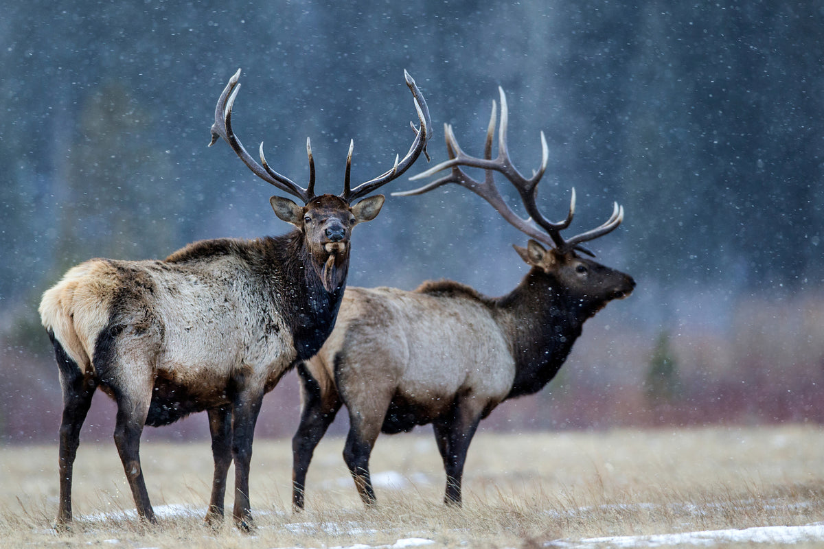 poster-print-first-snow-xvd