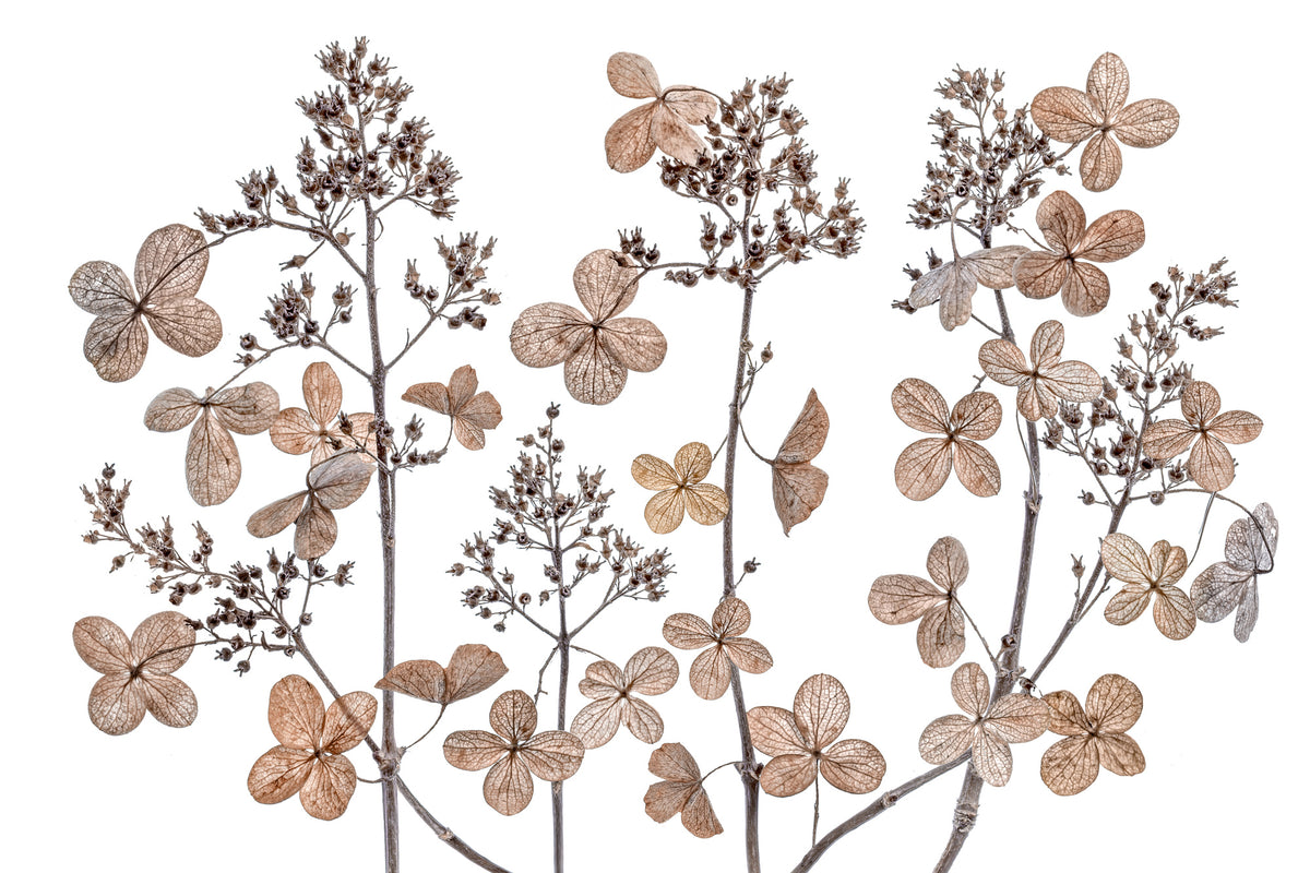 framedposter-print-hydrangea-paniculata-xmh