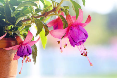 poster-print-the-fuchsias