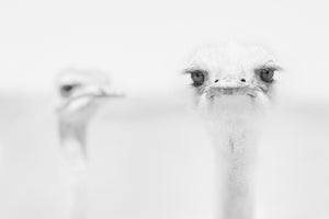 aluminium-print-funny-ostrich