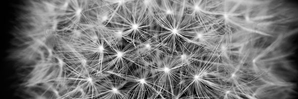 panoramic-3-piece-canvas-print-dandelion-in-xxl-panorama