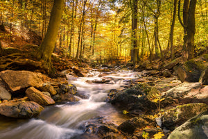 framedposter-print-real-nature-beauty