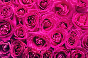 aluminium-print-rose-petals-in-pink