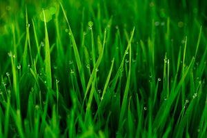 aluminium-print-grass-with-morning-dew
