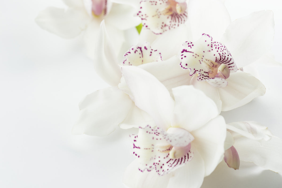 3-piece-canvas-print-fantastic-orchids