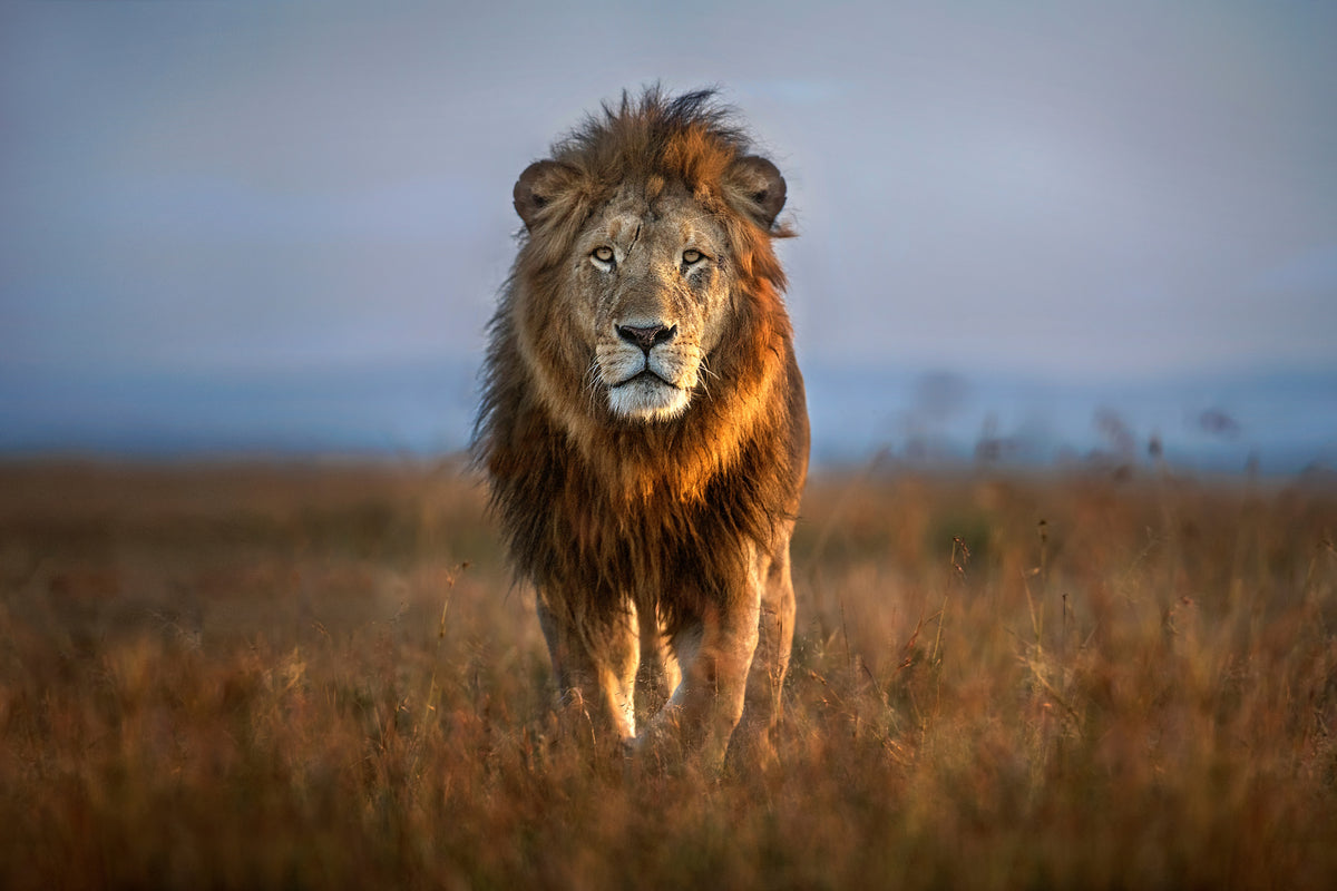 framedcanvas-print-lion-close-up-x
