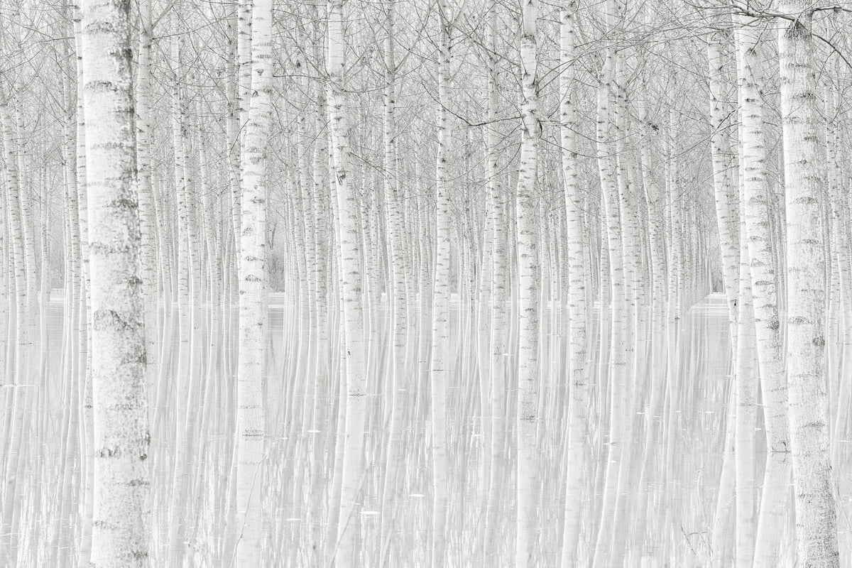 modern-3-piece-acrylic-print-trees