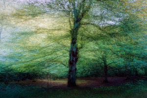 framedposter-print-forest-xpf