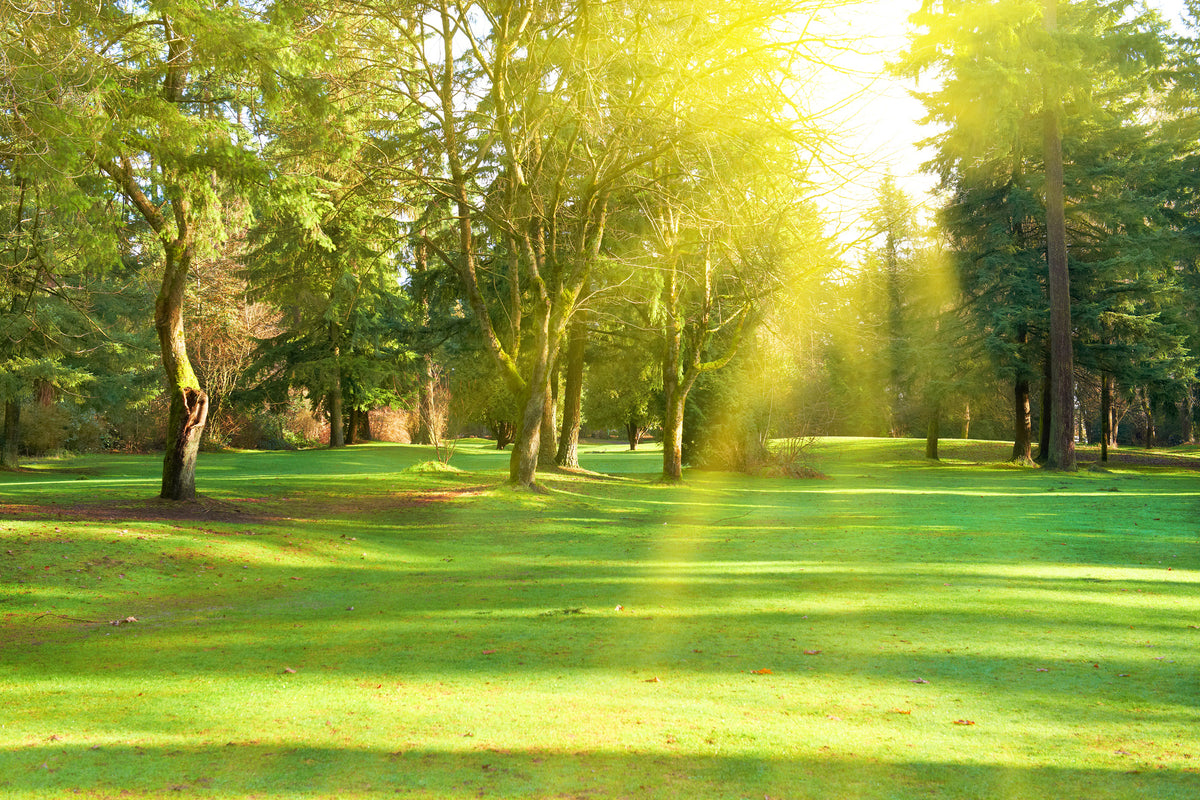 3-piece-canvas-print-in-the-park