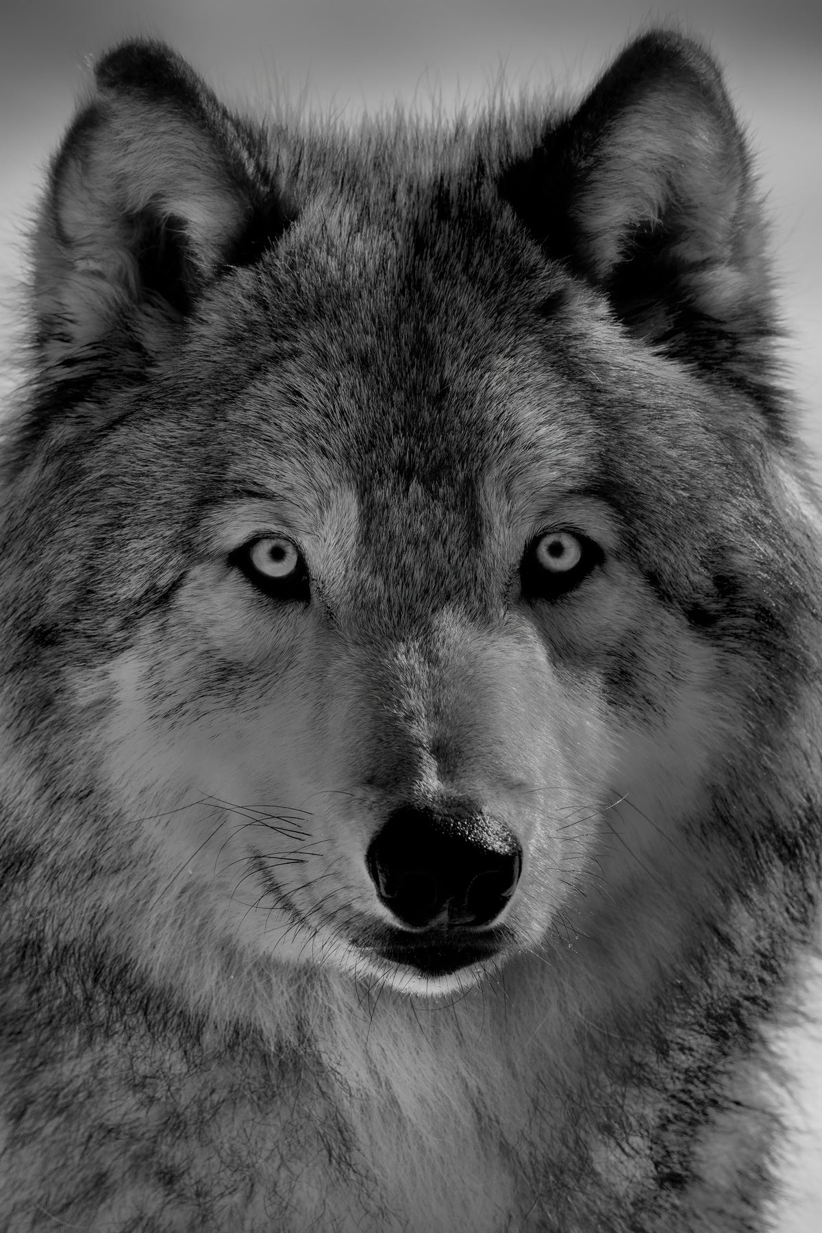 framedposter-print-the-wolf-x