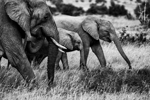 aluminium-print-elephant-family-x
