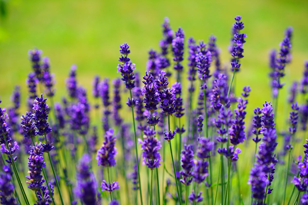 framedcanvas-print-beautiful-lavender
