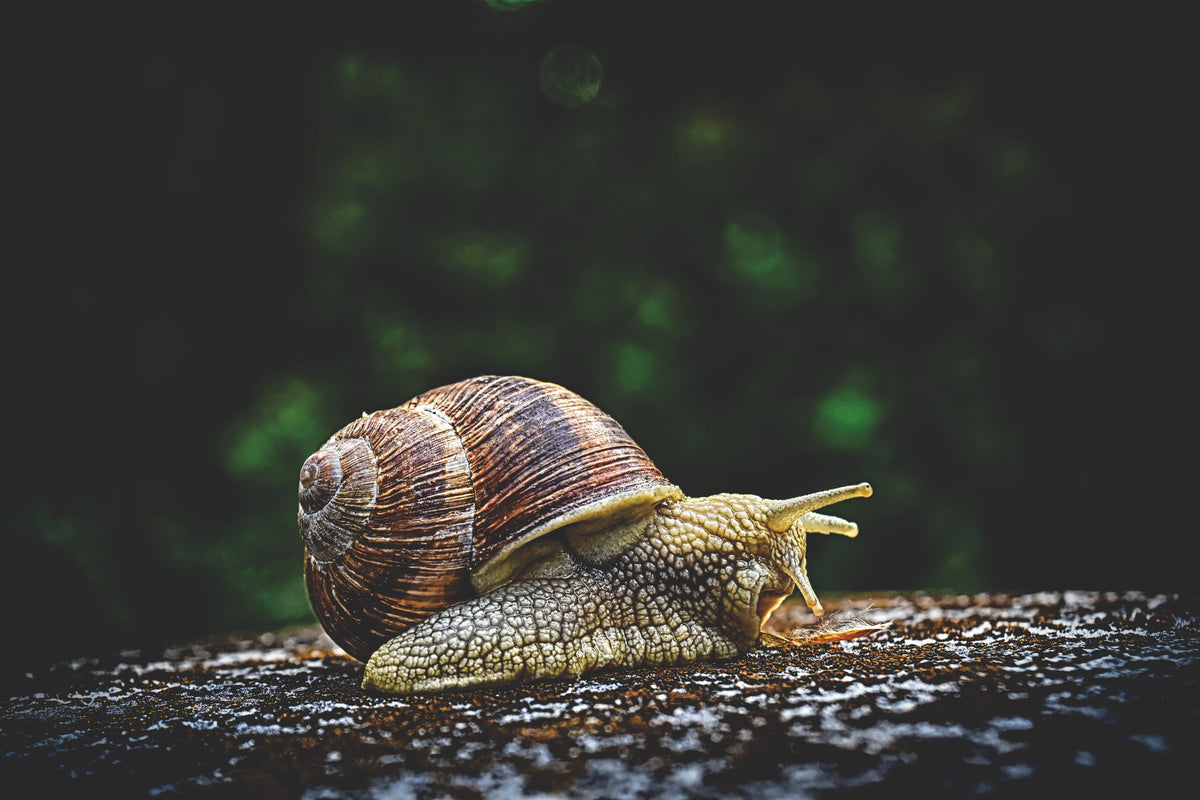 aluminium-print-snail-xxl