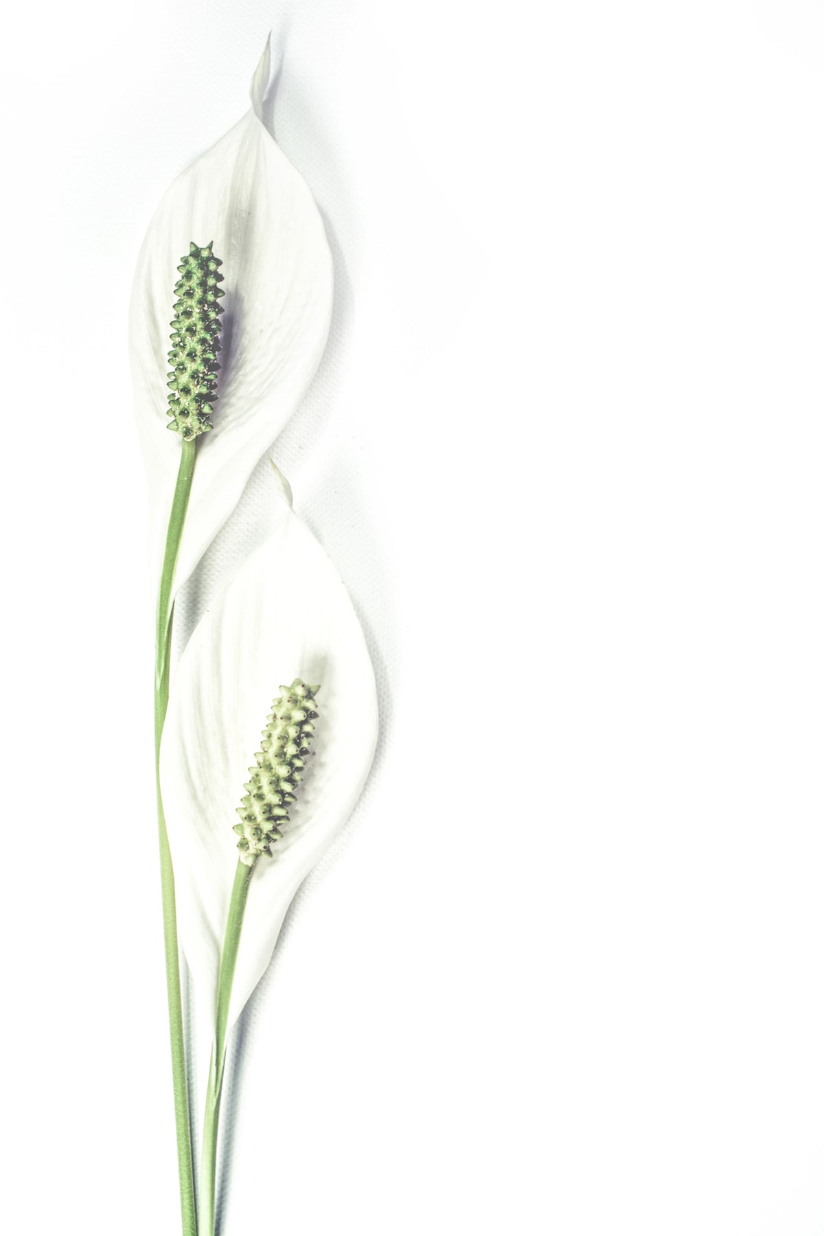 framedcanvas-print-lily-seed-pods