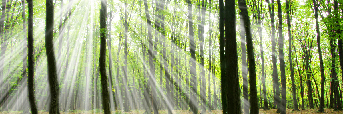 panoramic-3-piece-aluminium-print-magic-light-in-the-trees-panorama