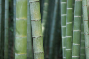 modern-3-piece-canvas-print-bamboo-in-xxl