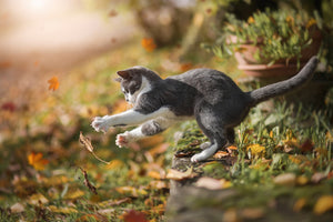 framedcanvas-print-autumn-play-x